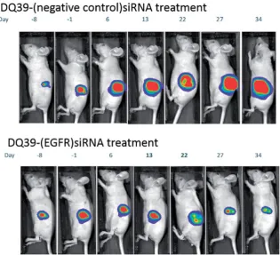 Figure 3. Typical droplet size analyses and spray pattern of DQ39-siRNA complexes sprays obtained by microsprayer (PennCenturylabeled DQ39-siRNA complexes in the lung following microsprayer administration to mice