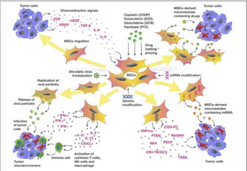 FIGURE 1 | Mesenchymal stem cells and tumor cells interaction as an MSC-based approach for cancer therapy