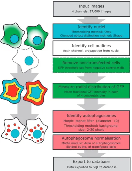 Figure 1. An overview of the image analysis pipeline and the major cellular features measured.(white) are masked (dotted lines), then the subcellular distribution of GFP quantinuclear centre to cell edges, as indicated by the mock heatmaps