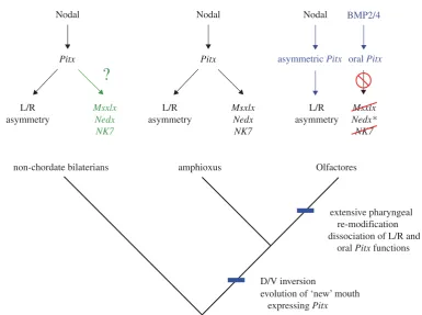 Figure 5. A hypothesis for the evolution of pharynx development. The evolution of chordates was marked by the relocation ofthe mouth to aamphioxus are putatively downstream of Pitx-expressing territory, the expression of which may have been controlled by B