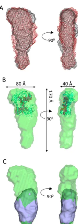 Figure 3. MtrCAB molecular envelopes generated from DAMFILT frommultiple models. A, DAMFILT molecular envelopes generated from scatter-ing data of MtrCAB at 3.5 mg/ml (black mesh) and 9.7 mg/ml (red mesh)
