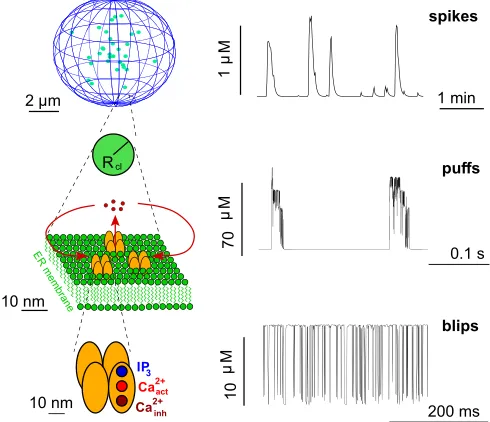 FIG. 1. Hierarchical organization of IP3open channel entails Ca induced Ca2þ signalling with con-centration signals of the corresponding structural level
