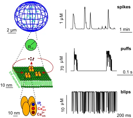 FIG. 1. Hierarchical organization of IP3number of open channels. The stochastic local events are or-chestrated by diﬀusion and CICR into cell wide Ca(bottom)