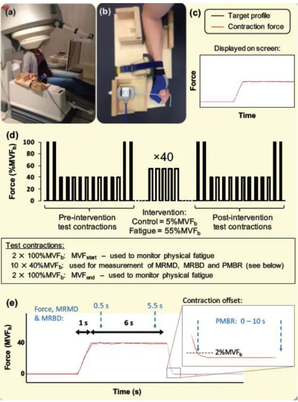 Figure 1. Experiment overview: (a) A participant seated within the MEG scanner. (b) A  forearm  positioned  within  the  isometric  wrist-flexion  dynamometer  (white  arrow  denotes  direction  of  isometric  force  application)