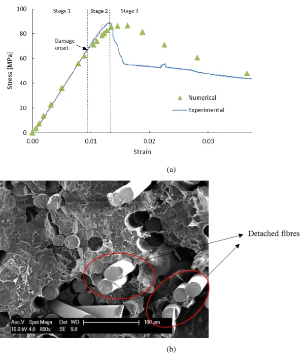 Figure 9 (a) Comparison between the numerical results and experimental results of the composite, 20%  FVF; (b) The detached fibres in the failed composite, 20% FVF