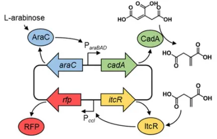 Figure 5. Schematic illustration of the plasmid containing both an itaconate production and sensing 