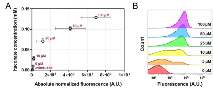 Figure 7. Correlation between biosensor output and itaconate concentration. (A) Absolute 