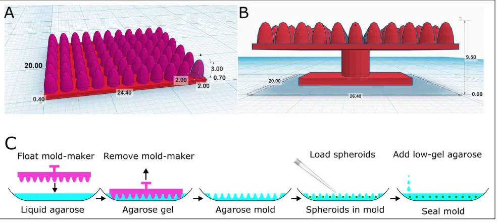 Figure 1. Mold maker design and the process of making spheroid microarrays. (A) The base of the mold maker is made up of a 0.7 mm thick rectangular box, 20 mm wide by 24.40 mm long