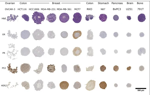 Figure 2. Spheroid arrays from 11 different cell lines stained with different markers