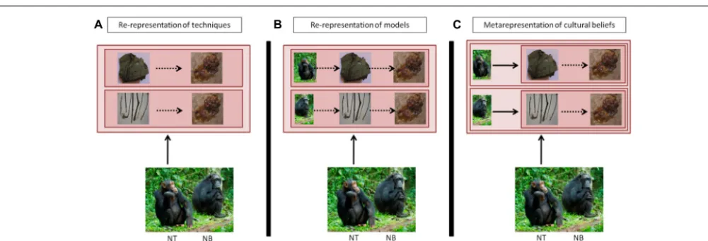 FIGURE 3 | Comparison of a representational system where individualscan re-represent in parallel several actions in their mind (A); canre-represent the identity of the individual attached to therepresentation of the tool-using activity (B); and can fullyme