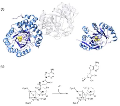 Figure 3. The structures of radical SAM enzymes show a distinctive TIM-For Peer Reviewbarrel architecture (a), with either a full-(β/α)8 barrel (left, biotin synthase, pdb ID 1R30, with second monomer of the dimer structure transparent) or, more commonly, 