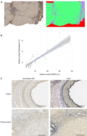 Figure 2. Independent validation of immunohistochemical elastin quantiﬁcation and technical validation