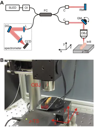 Figure 1. Layout of OCT set-up. (A) Scheme of the OCT set-up employed for experiments