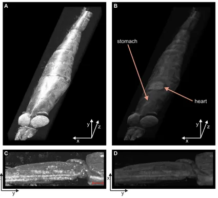 Figure 4. 3D rendered images of krill based on multiple OCT images. Multiple OCT images have been stacked to render a 3D image of thespecimen; surface (A) and sub-surface (B) features are visible depending on the rendering parameters