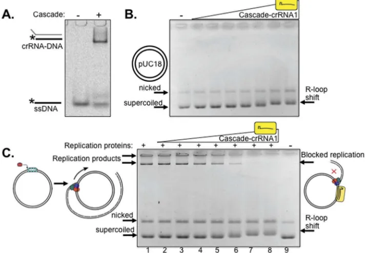 Figure 1. E. colipurified within the Cascade complex (500 nM). (B). Agarose gel (0.8%) showing R-loop plasmid mobility shifts when Cascade-crRNA1 was titrated into pUC18 thatmigrated as supercoiled and nicked DNA as indicated (50 ng)