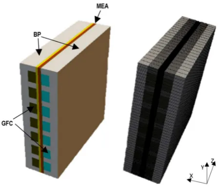 Figure 2. Transport processes in a PEM fuel cell.