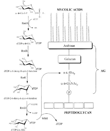 Figure 1.3: Mycobacterium tuberculosis cell wall structure and the dTDP-L-rhamnose 