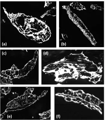 Fig. 1. Examples of low (a) and high (b) aspect ratio, thin wall (c) and thick wall (d), porous (e) and cellular (f) for wheat shorts chars.