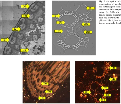 Fig. 6. Air optical microscope mosaic image ofnents: (a) Epidermis; (b) Vascular bundle; (c)Bundle sheath, sclerenchyma cell; (d) Collenchymacells (e) Parenchyma cell, (f) xylem cells; (g)phloem cells; Xylem and phloem are collectivelycross section of unmi