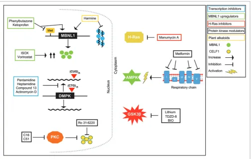 FigURe 2 | Therapeutic effects of small molecules on myotonic dystrophy type 1 (DM1) pathogenesis