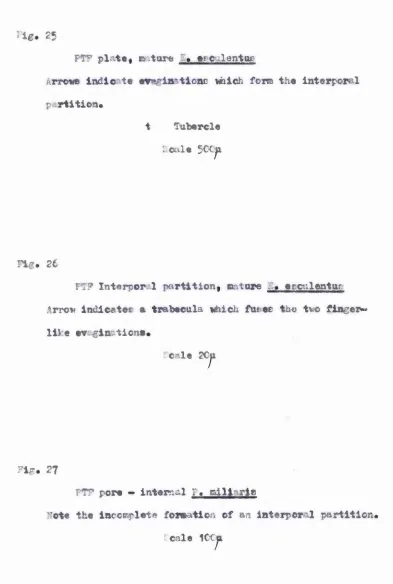 Fig. 27FTP pore - internal ;« rail :ris 