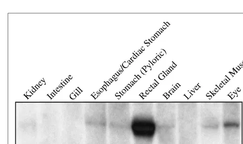 FIGURE 2 | Northern blot of 5 μg of total RNA extracted from varioustissues of the dogﬁsh (S
