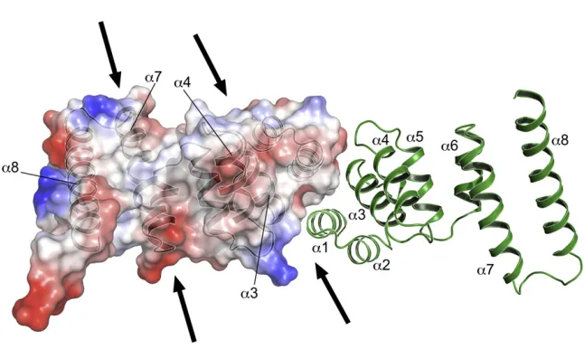 Figure 3. A van der Waals Surface Repre- 