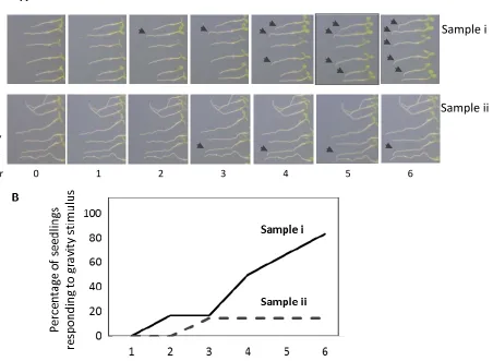 Figure 3.  Manual quantification of root gravitropic curvature.  Seedlings were grown for 4 days and then the plates were turned at 90°