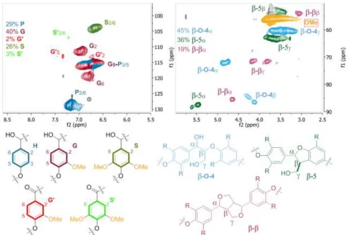 Figure 8. Assignment and quantification of linkages and monomeric units of walnut dioxosolv lignin by 2D-HSQC NMR 
