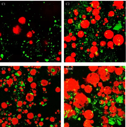 Figure 4: Milk chocolate bolus microstructure visualised with confocal laser scanning microscopy after stainingwith Nile blue (red colour) for fat shown as overlay image with the auto fluorescence (green colour) channelfor cocoa solids
