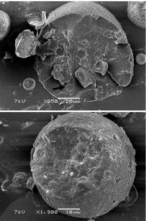 Figure 6: Cryo-SEM images of fractured MMC bolusdroplets featuring spherical inclusion structures