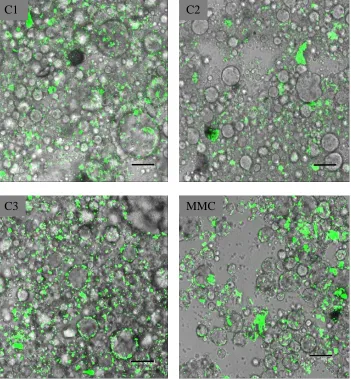 Figure 3: Chocolate bolus fluorescence micrographs, overlaid with their bright field counterparts, identifying cocoasolids as auto fluorescent