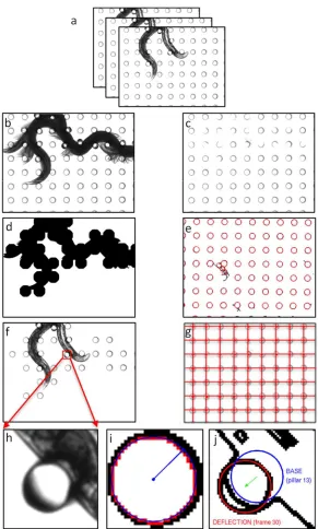 Figure 2. Illustration of the steps in image processing to quantify pillar displacements