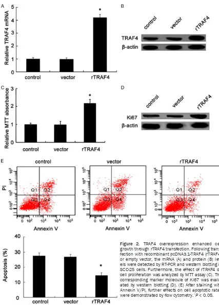 Figure 2. TRAF4 overexpression enhanced cell growth through rTRAF4 transfection. Following trans-fection with recombinant pcDNA3.1-TRAF4 (rTRAF4) or empty vector, the mRNA (A) and protein (B) lev-els were detected by RT-PCR and western blotting in SCC-25 c