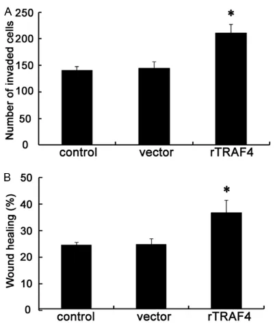 Figure 3. Overexpression of TRAF4 promoted OSCC cell invasion and migration in vitro. Following the stable overexpression of TRAF4 or not, the effect on cell invasive ability was evaluated by Transwell assay (A)