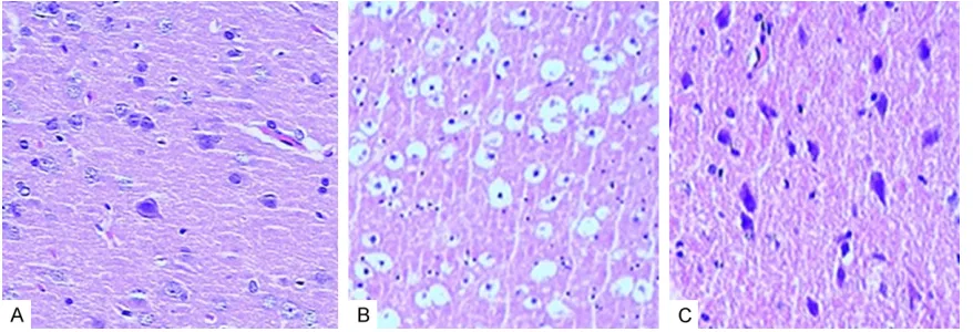 Figure 1. A: Tail vein transplantation group + synthetic E-selectins group (fluorescence microscopy 100×)