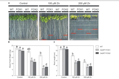 FIGURE 6 | Arabidopsis thaliana OsZIP7-FOX lines show higher sensitivity to excessive Zn