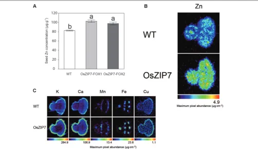 FIGURE 8 | Seeds of OsZIP7-FOX1 Arabidopsis lines show higher Zn concentrations.letters show signiﬁcant differences by ANOVA and Tukey HSD.time, 7 (A) ICP- MS Zn concentrations in Col-0 and OsZIP7-FOX1 lines