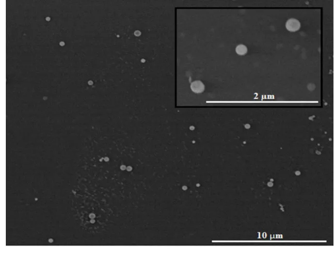 Figure 2: FESEM image of MCPCNPs 