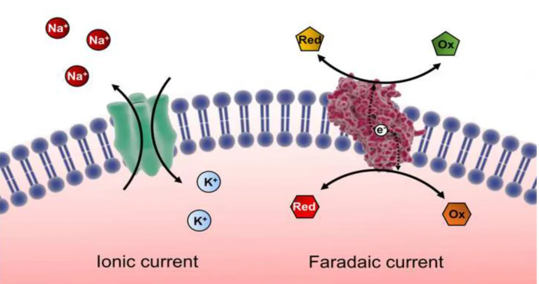Figure Click here to download Figure Figure 1.tif 