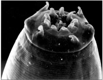 Figure  3. Nodular worm ( Oesophagostomum dentatum ). The large one is the female; the small one with enlarged tail is the male.