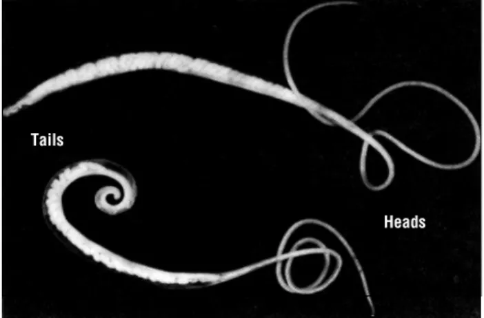Figure  4. Adult whipworms ( Trichuris suis ).  The large one is the female; the small one with the curled tail is the male.