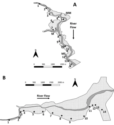 Figure 1.), numbersindicate transect sampling sites, dark grey represents the river channel at low tide and the dottedarea indicates intertidal mudﬂat