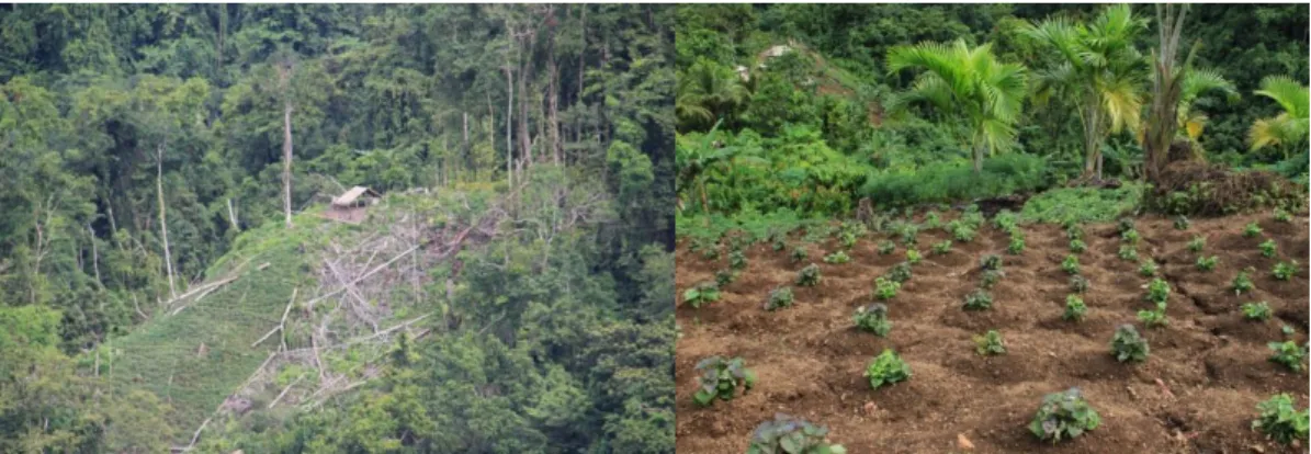 Figure 3.5: New garden area cleared in the forest (Left); Recently planted  garden with sweet potato crops (Right)  