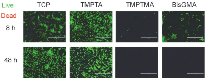 Figure S2. Live-dead staining at 8 and 48 hours showed that cells adhered to TMPTA 