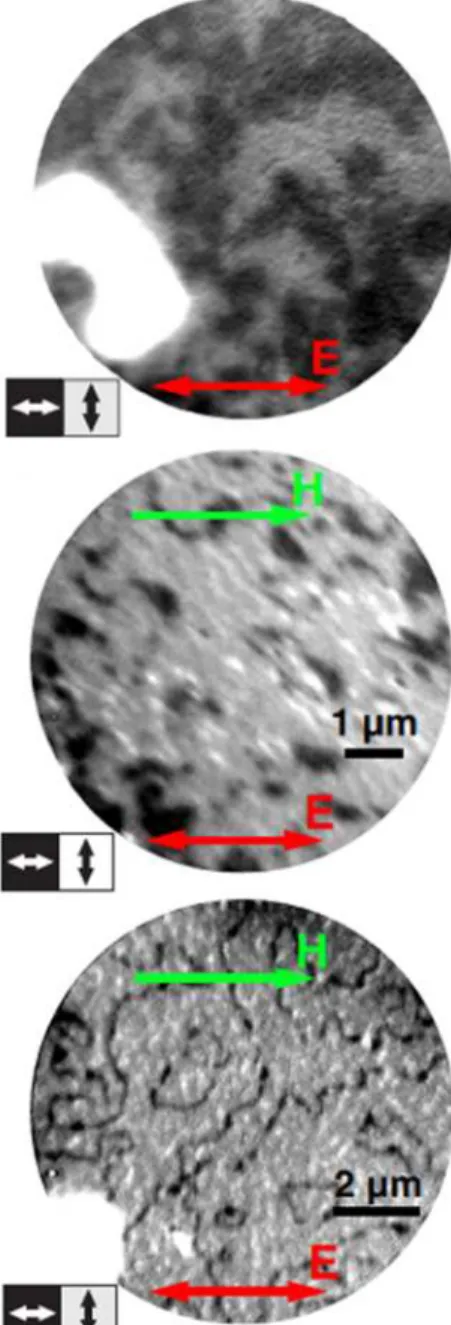 Fig. 7. XPEEM images of the antiferromagnetic domain structure of a Mn 2 Au film in its initial state