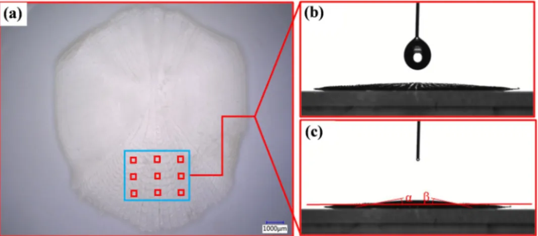 Figure 5.  The image of the CA of fish scales surface. (a) The schematic diagram of CA measurement points; (b), 