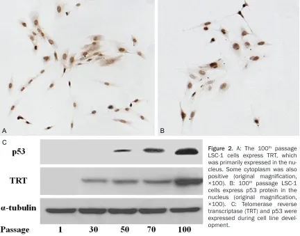 Figure 2. A: The 100LSC-1 cells express TRT, which was primarily expressed in the nu-cleus