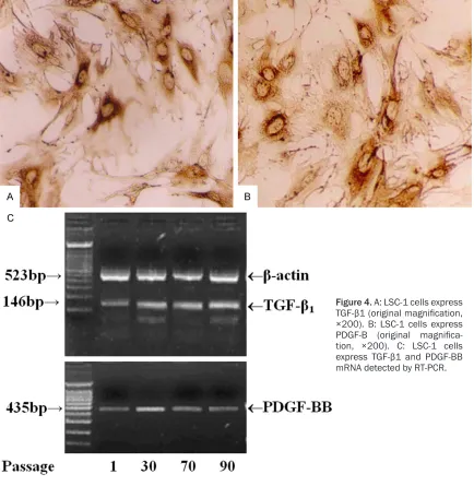 Figure 4. A: LSC-1 cells express TGF-β1 (original magnification, 