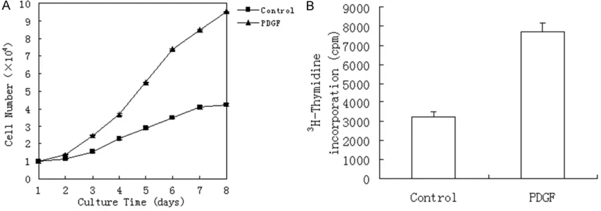 Figure 7. A: PDGF-BB stimulates LSC-1 proliferation; LSC-1 cells were incubated in medium in the presence or ab-sence of 10 ng/ml PDGF-BB